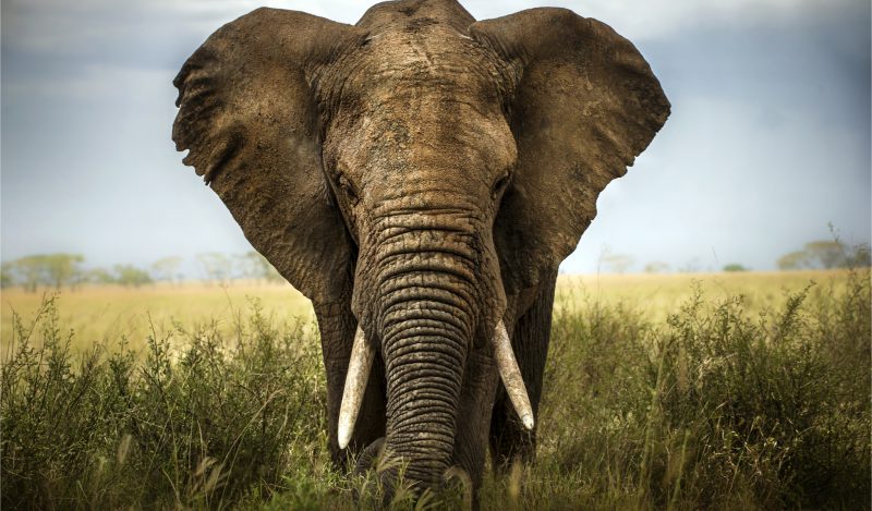 Het is tijd om over olifanten te praten