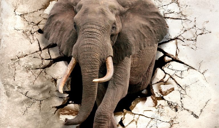 Elephant in the room