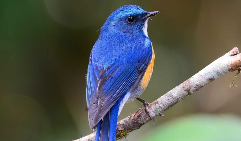 The Straw that broke Twitter