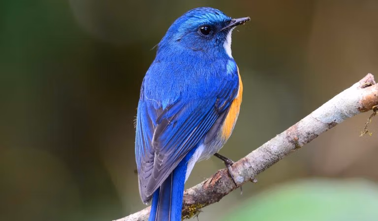 Słoma, która zepsuła Twittera