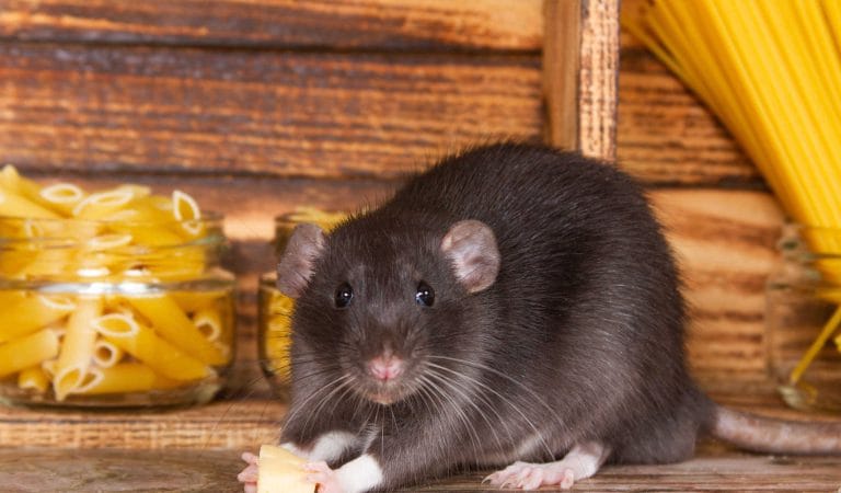 German public TV called censored Twitter voices "rats"