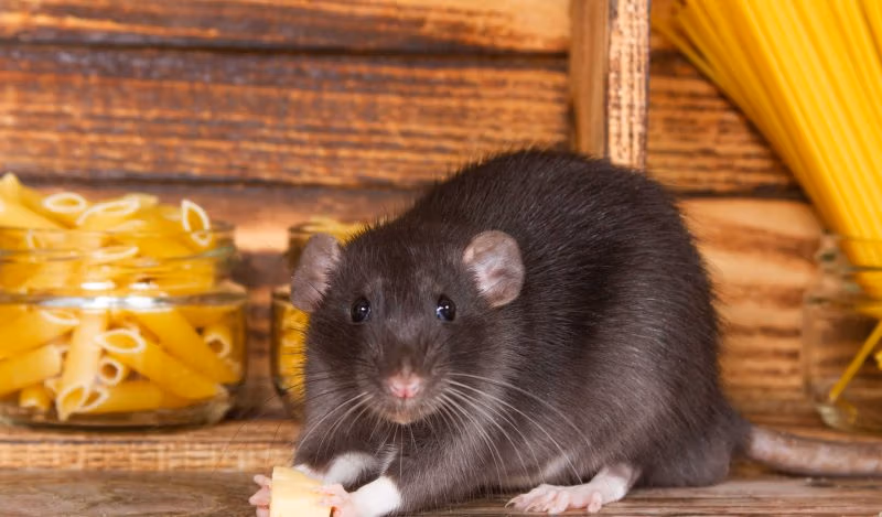 Vācijas sabiedriskā televīzija cenzētās tviterbalsis nosauca par "žurkām"