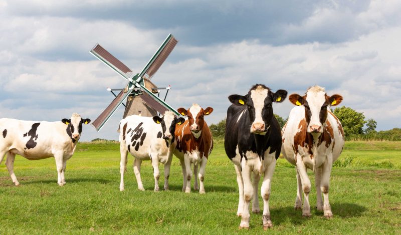 granjeros holandeses