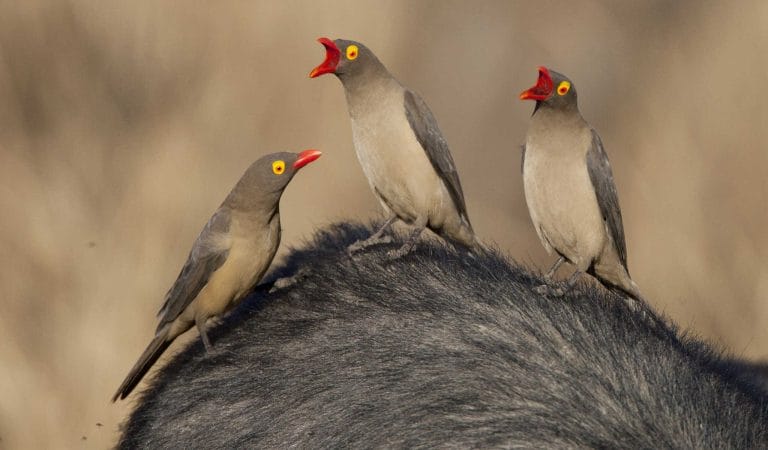 pandemic preparedness parasites