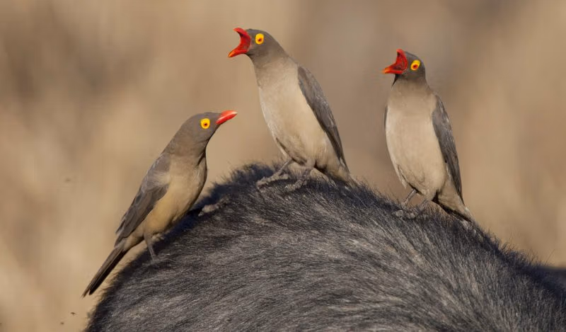 パンデミックへの備え