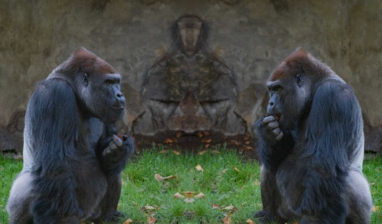 bureaucratic doublespeak