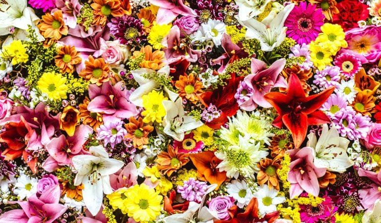 hundred flowers bloom