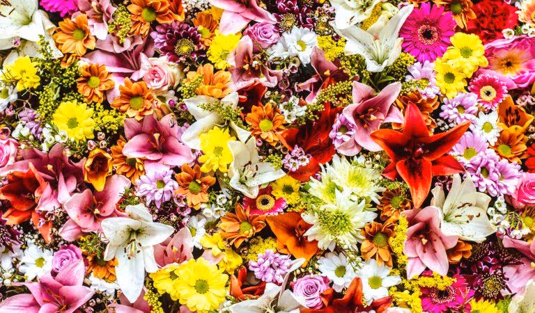 цветут сто цветов