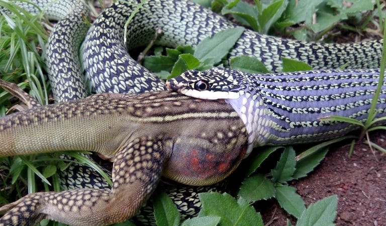 killing common sense