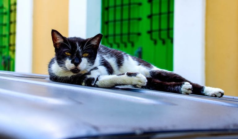save the cats of old san juan