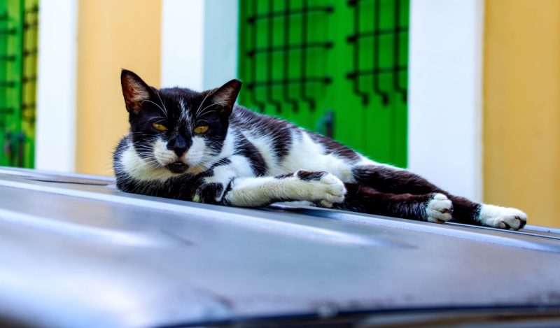 salvează pisicile din vechiul San Juan