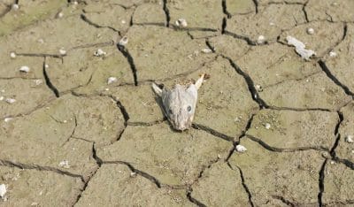 welcome to the dying earth