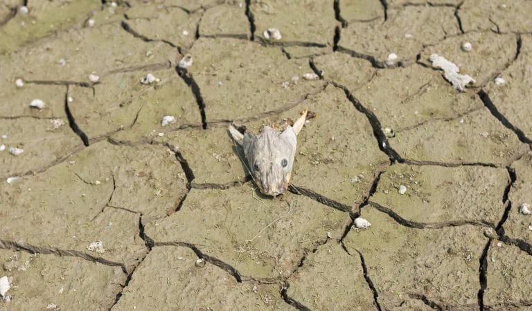 welcome to the dying earth