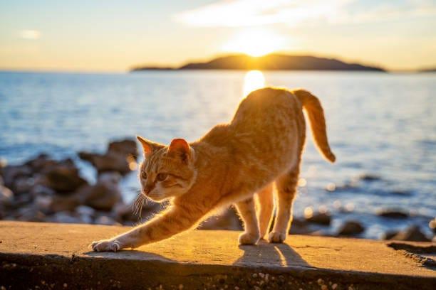14,079 Sunset Cat Stock Photos, Pictures & Royalty-Free Images - iStock