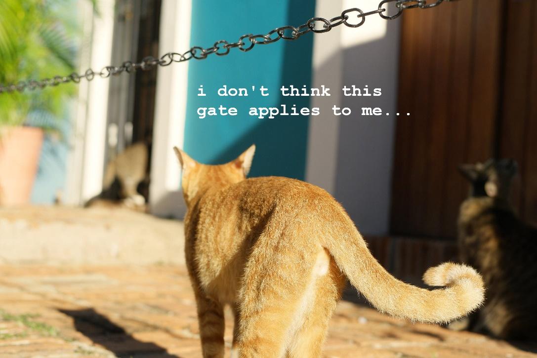 A cat walking on a sidewalk

Description automatically generated