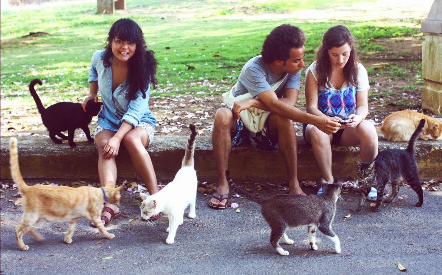 A group of people sitting on a curb with cats

Description automatically generated