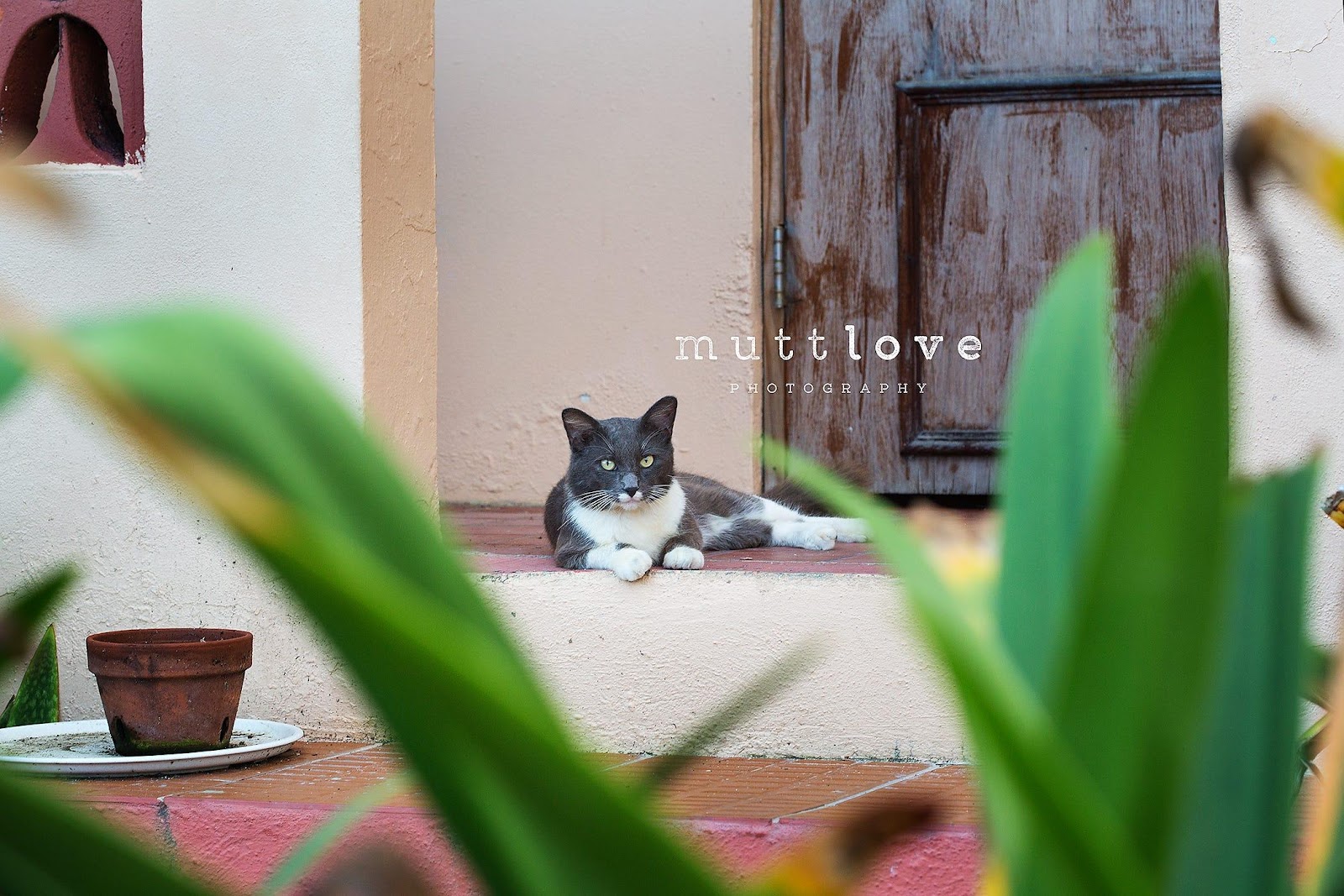 Cats (and Colours) of Old San Juan, Puerto Rico - Mutt Love Photography