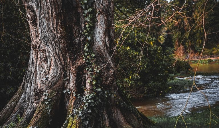 Engagement envers la liberté d'expression