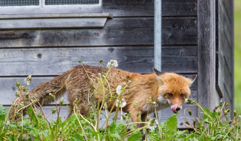 Medical-Industrial Complex