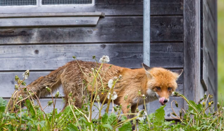 Complex Medico-Industrial