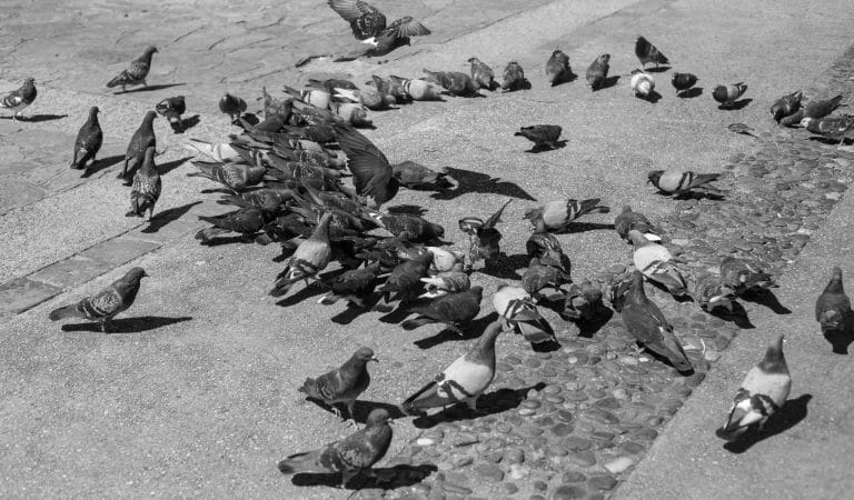 Emotional Contagion and Mass Hysteria