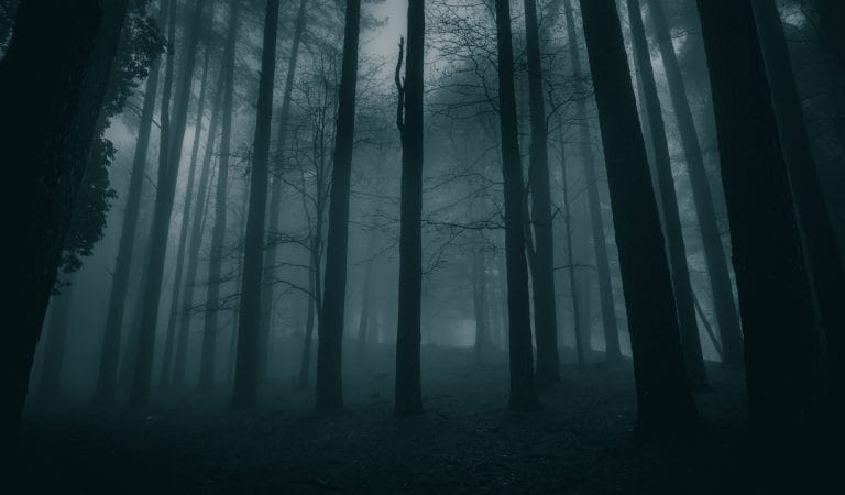 Cutting through the Mist of the Managerial State