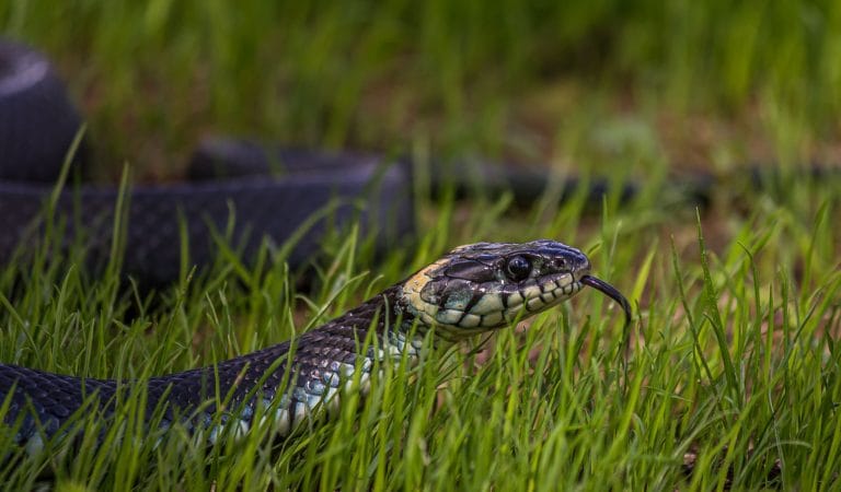 Boris Was Right Not to Trust Neil Ferguson