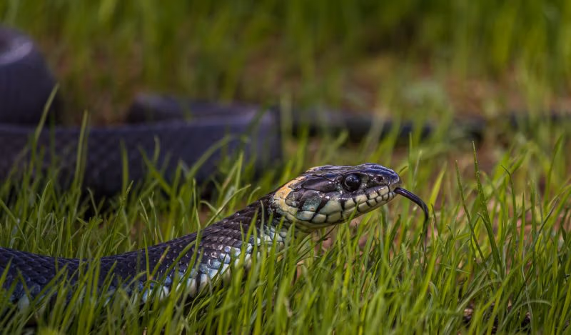Boris je bio u pravu što nije vjerovao Neilu Fergusonu