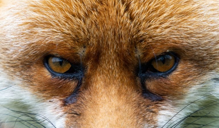 The Rise of Propaganda-Dependent Elites and Lonely Masses