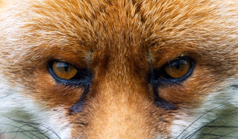 A ascensão das elites dependentes da propaganda e das massas solitárias