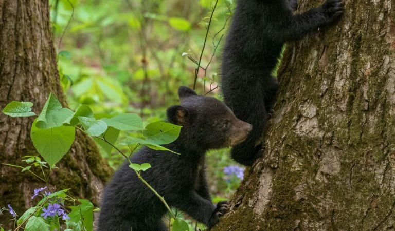 Lives Unleavened by the Gift of Wonder