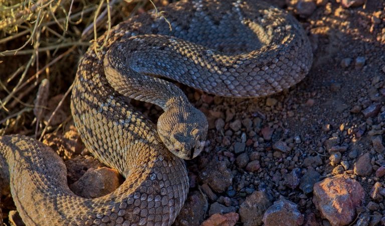 EUA Countermeasures are Neither Investigational nor Experimental