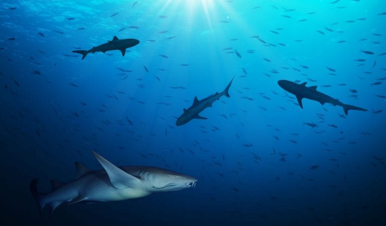 We Sacrificed Their Childhood at the Altar of Our Choices