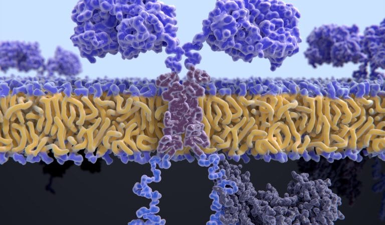 Modified Spike mRNA: There Are no 'Desired Proteins'