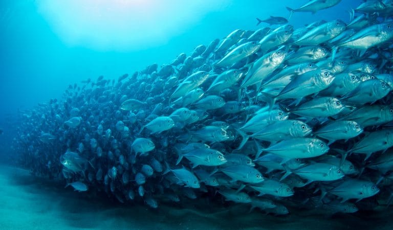 Brownstone Institute - The 'Re-Education' of New Zealand Medical Doctors