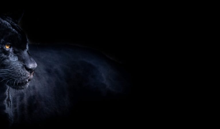 Brownstone Institute - The DOJ Quietly Prosecutes the Covid Resistance