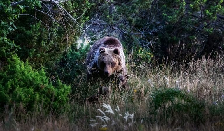 Brownstone Institute - No One is Safe Until Everyone is Safe