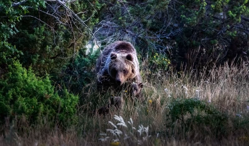 Brownstone Instituut - Niemand is veilig totdat almal veilig is nie