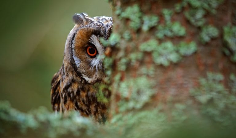 Brownstone Institute - Maybe More People Objected Than We Knew