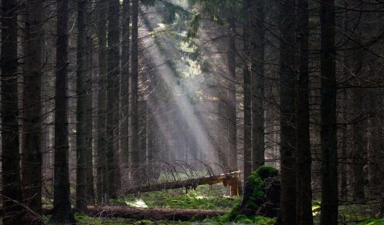 The Toilet Paper Canard