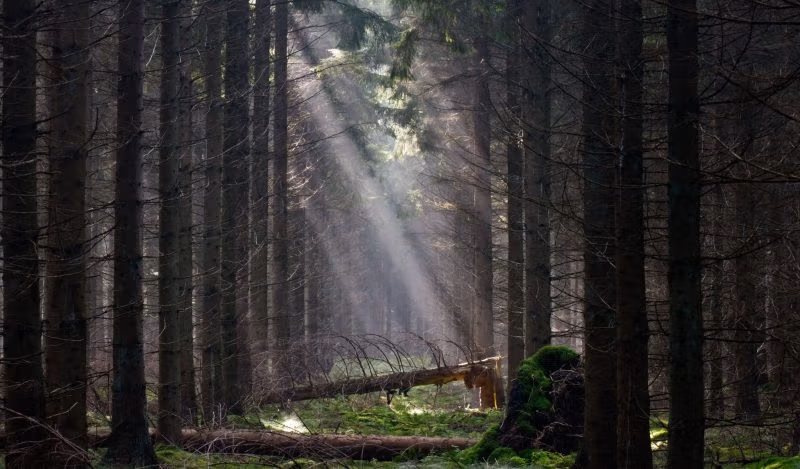 Il canard della carta igienica