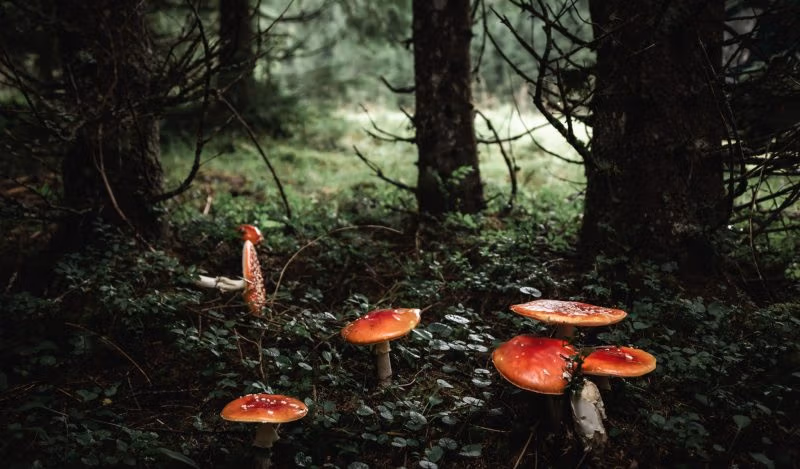 Pohádka o riziku pandemie - Brownstone institut