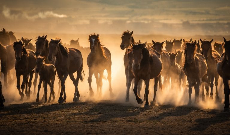 Brownstone Institute - EU Farmers Rise Against the Climate Cult