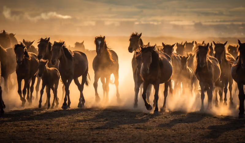 布朗斯通研究所 - 欧盟农民起来反对气候崇拜