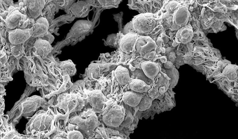 The Tennessee Battle Over Vaccine Lysenkoism - Brownstone Institute