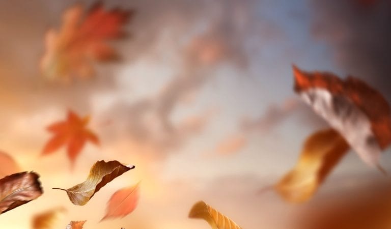 Ruled by the Capricious Whims of Politicians - Brownstone Institute