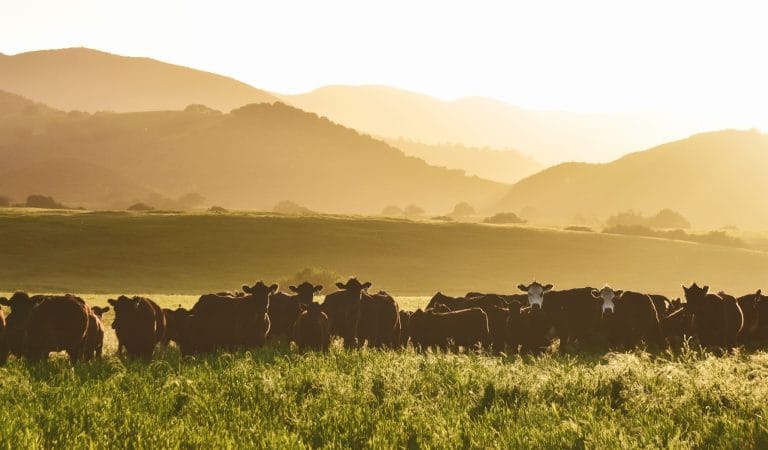 A Fauci for Every Farm Animal