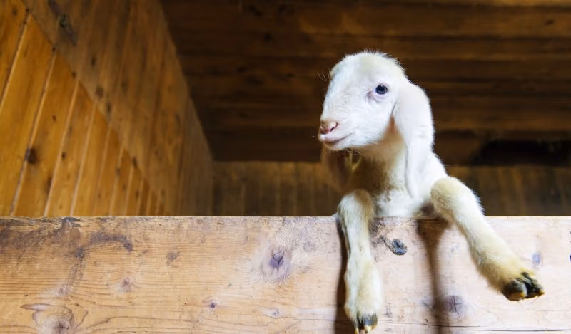 Ratti da laboratorio per bambini - Brownstone Institute