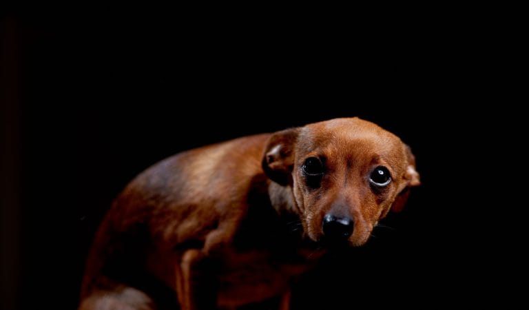 Never Forget Their Excuses for Lockdowns - Brownstone Institute