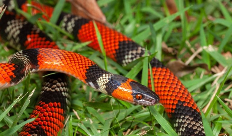 WHO’s Guilty of Fake News, Now? - Brownstone Institute